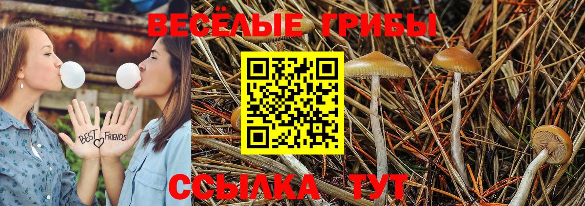 Псилоцибиновые грибы Psilocybine cubensis Выкса